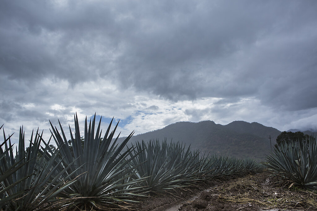 mexico-8.jpg